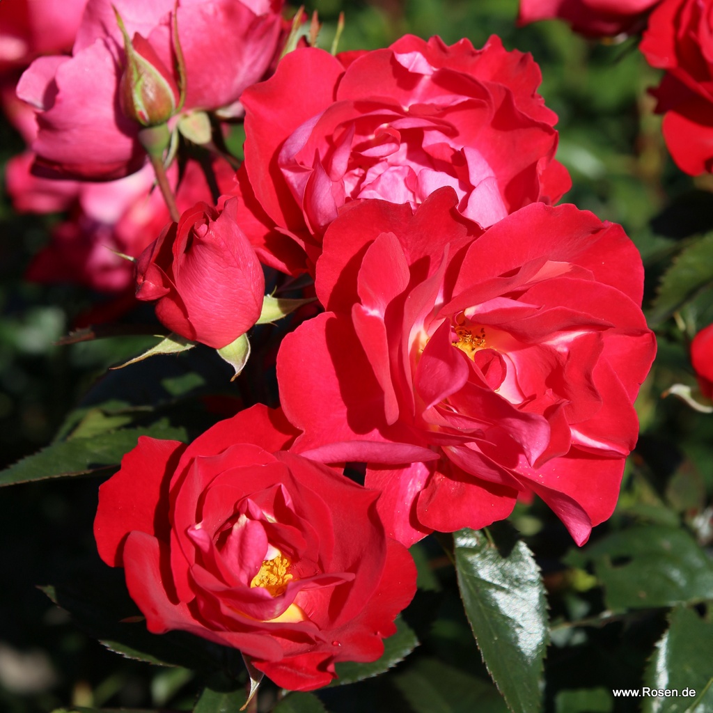 Kordes roses online shop - the most beautiful roses in the world | Kordes  Rosen