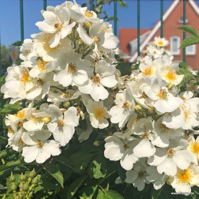 Natura Siluetta Rose Kordes Rosen