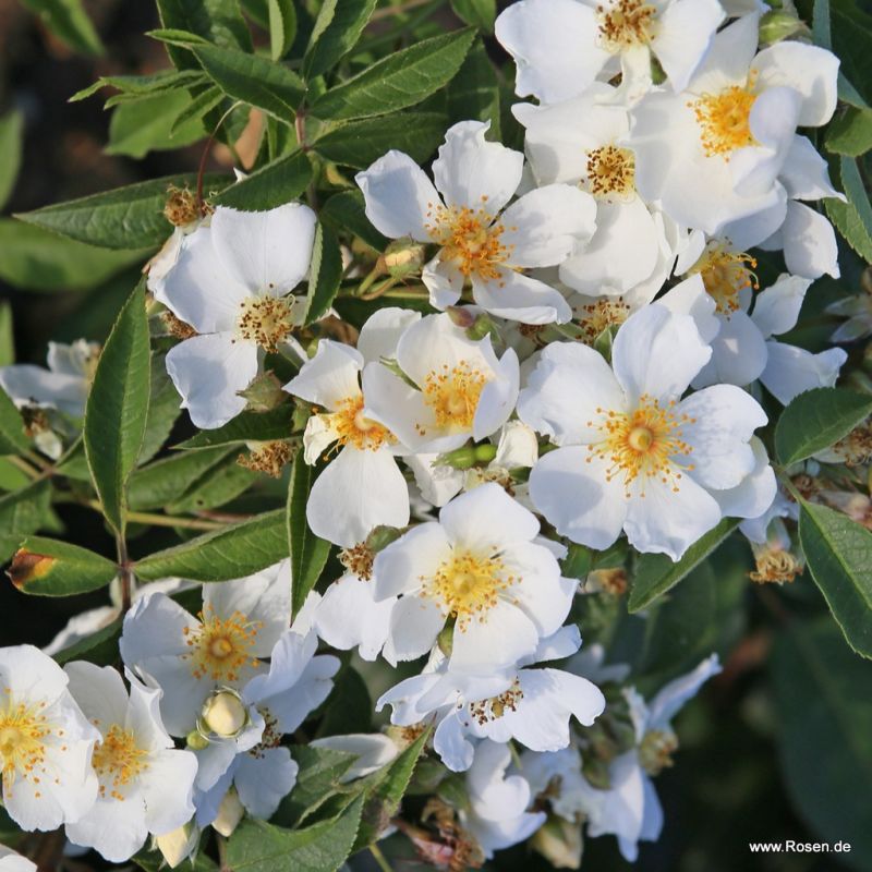 Natura Siluetta Rose Kordes Rosen