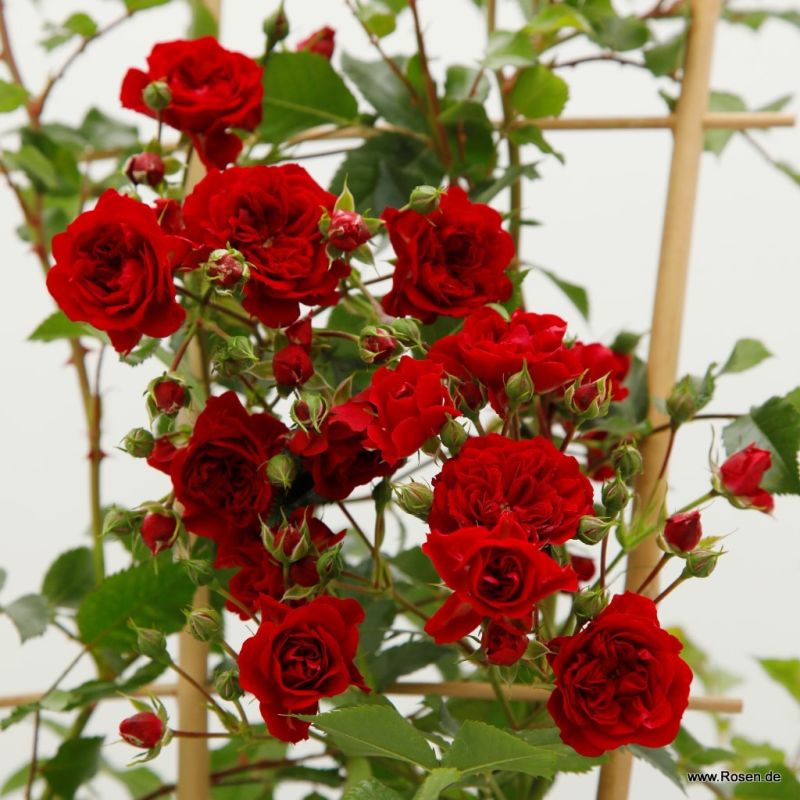 Crimson Siluetta Kordes Rosen