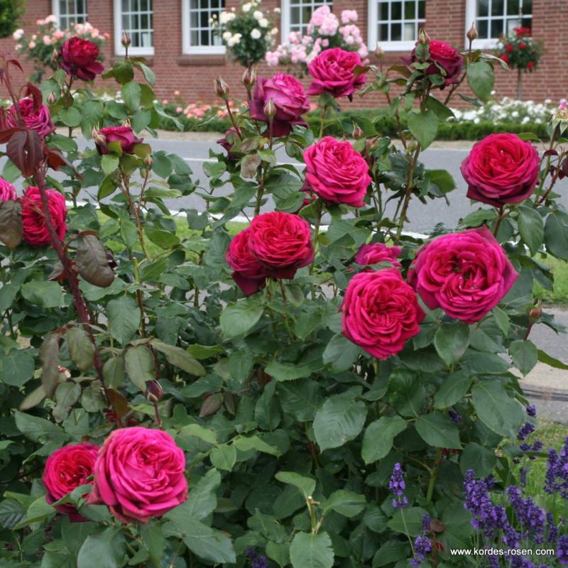 Gräfin Diana Kordes Rosen