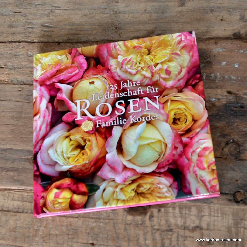 Kordes Gartenrosen-Katalog | Kordes Rosen