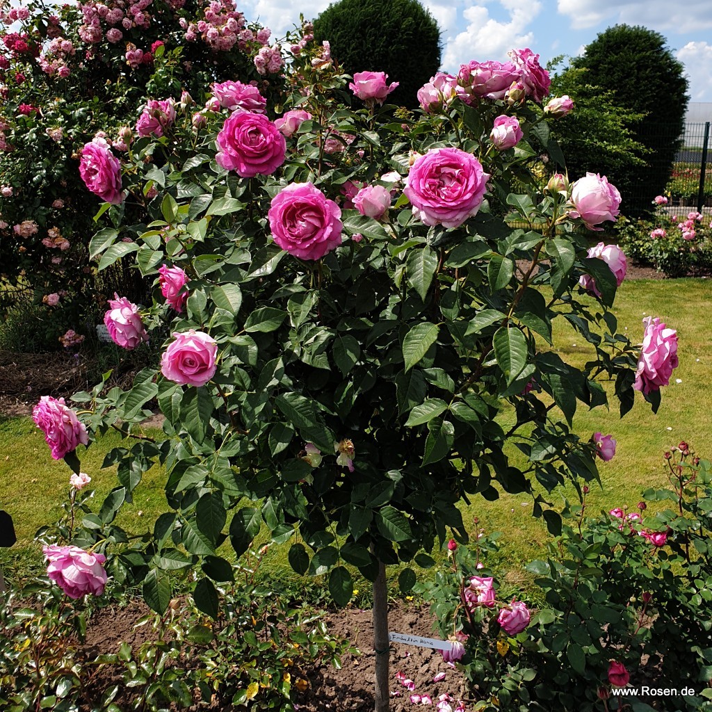 Fräulein Maria | Kordes Rosen