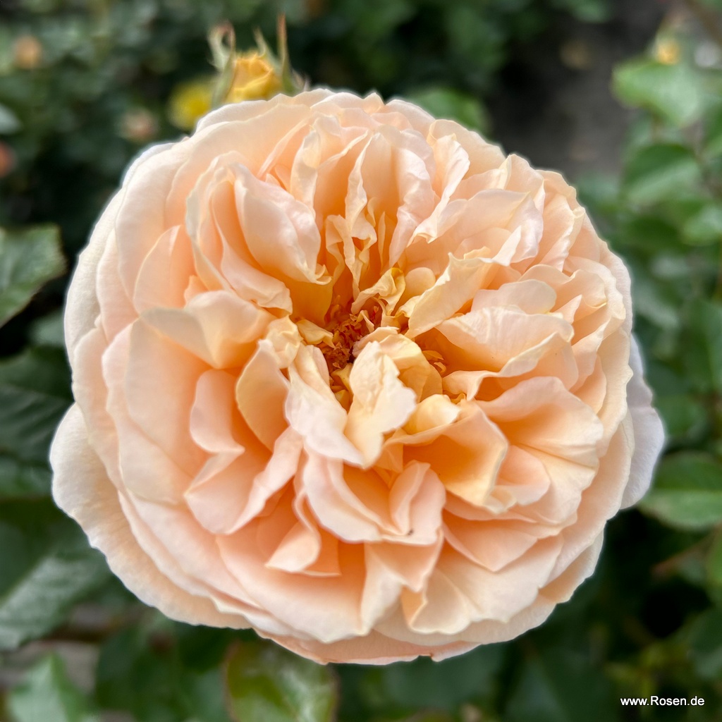 Eleganza® Antique® | Collections | Garden roses | Kordes Rosen