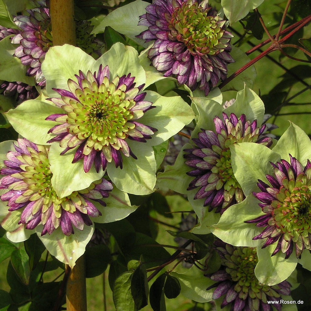 Клематис Clematis Viennetta