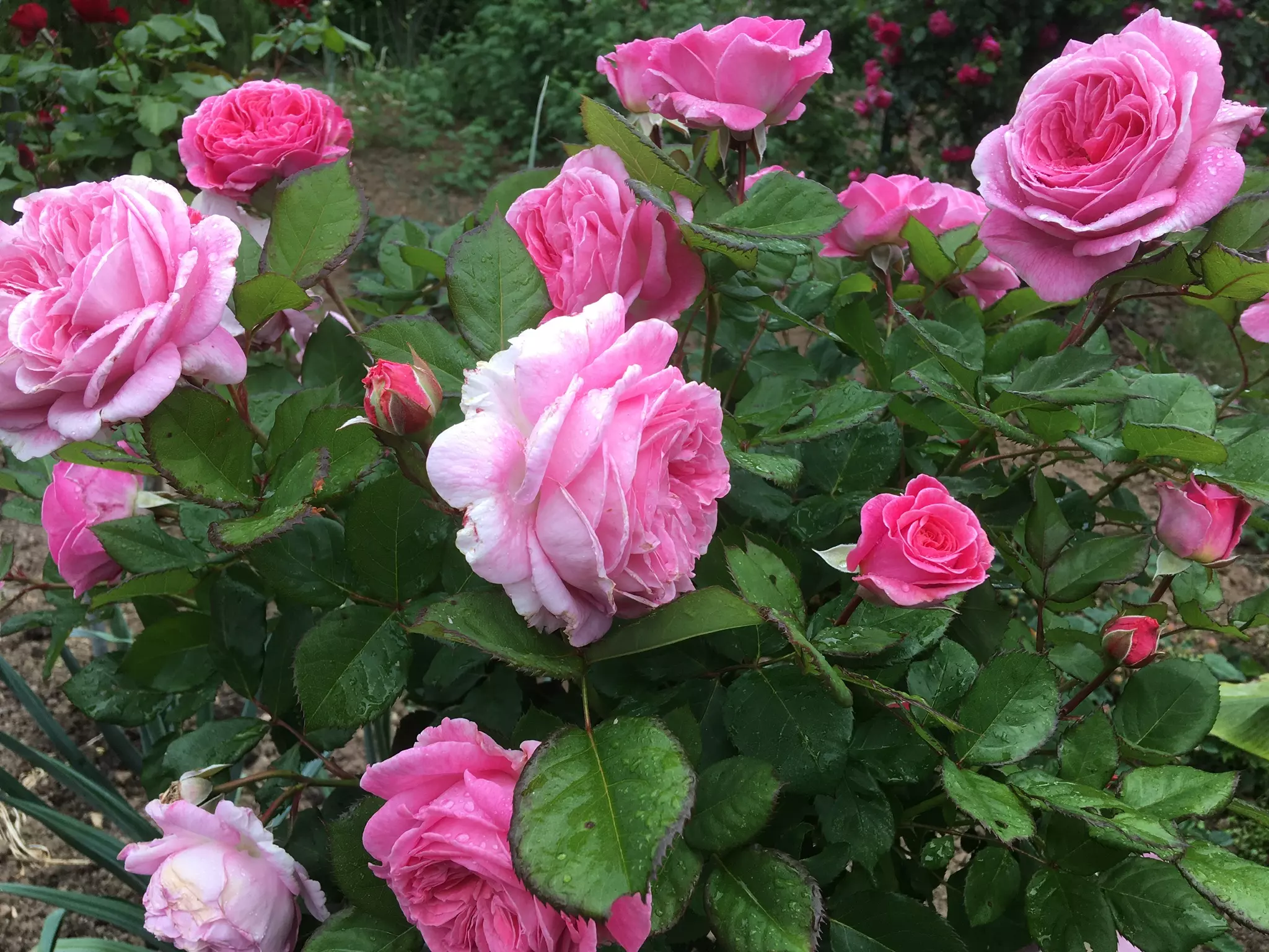 Rosengräfin Marie Henriette® | Kordes Rosen