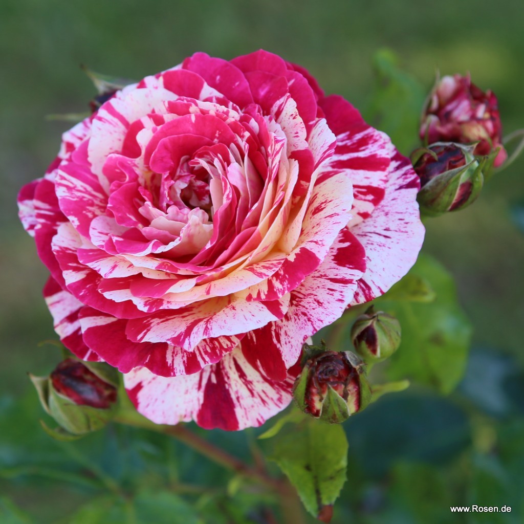Roses Rosen | | Kordes roses Type By | Floribunda Garden Shop