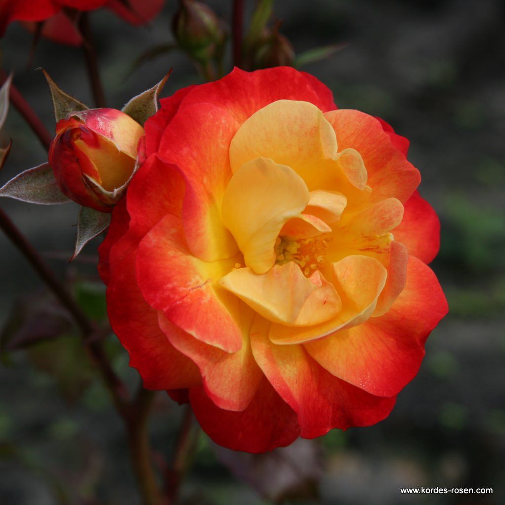 Garden roses | Kordes Rosen