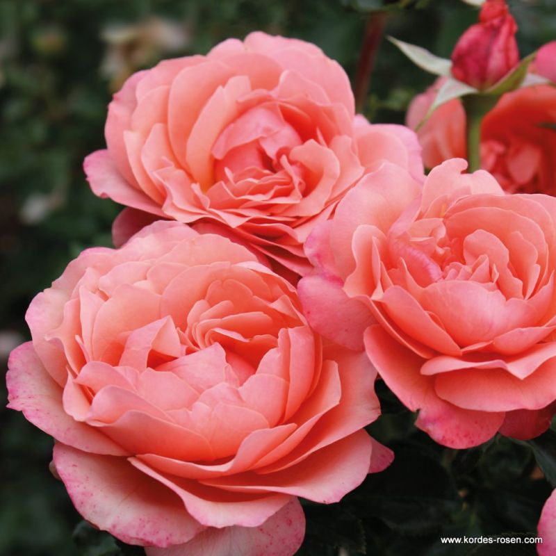 Coral Lions-Rose® | Kordes Rosen