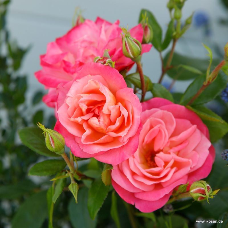 Garden roses | Kordes Rosen