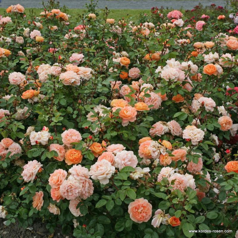 Schöne vom See | Kordes Rosen