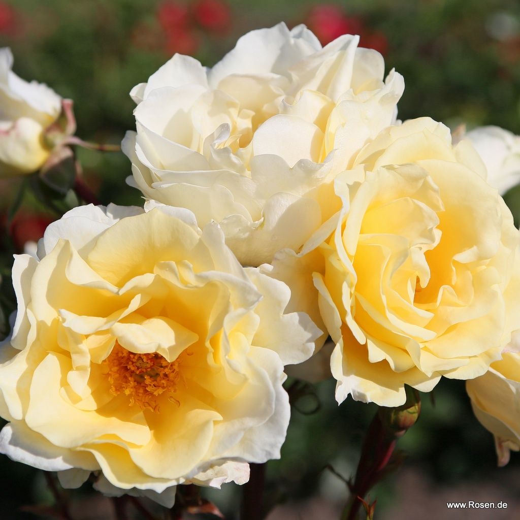 Kordes Rosen - Die schönsten Rosen der Welt kaufen | Kordes Rosen