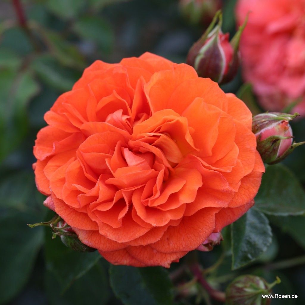 Orangerie® / Friedrichstadt-Rose | Kordes Rosen